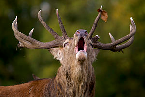 Red deer